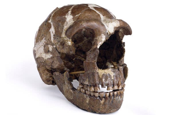 To begin to figure out whether Neanderthals could talk, researchers studied fossilized ear bones, to reconstruct how and what our early ancestors heard.